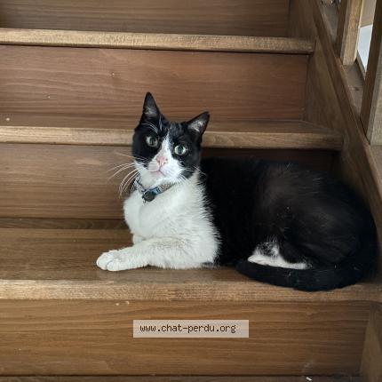 Foto 1/1 Bouli Chat perdido en Dingy en vuache