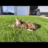 Foto del gato perdido en Laurens