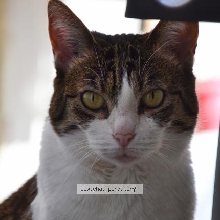 Foto 1/1 Gentiane Chat perdido en Bry sur marne