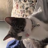 Foto de gato encontrado en Montpellier