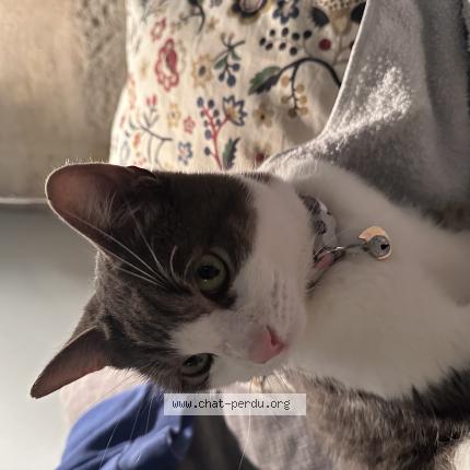 Foto 1/1 Gato encontrado Encontrado en Montpellier