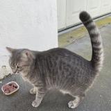 Foto de gato encontrado en Tours
