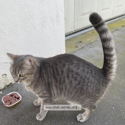 Foto 1/1 Gato encontrado Encontrado en Tours