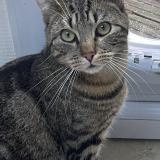 Foto del gato perdido en Nantes