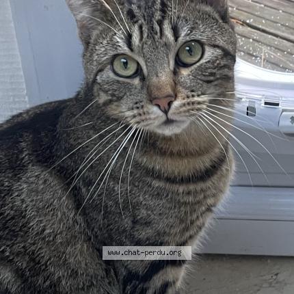 Foto 1/1 Yuzu Chat perdido en Nantes