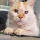 Foto del gato perdido en Bruay La Buissiere