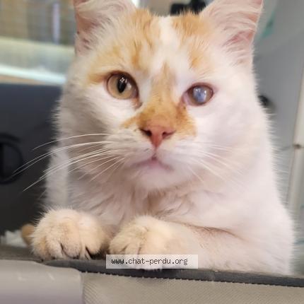 Foto 1/1 Timousse Chat perdido en Bruay la buissiere