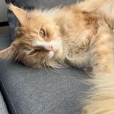 Foto del gato perdido en Les Cheres