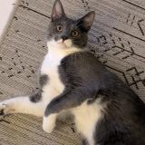 Foto del gato perdido en La Balme De Sillingy