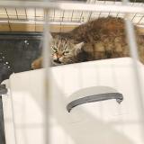 Foto de gato encontrado en Montpellier