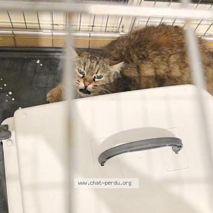 Foto 1/1 Gato encontrado Encontrado en Montpellier