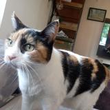 Foto del gato perdido en Nimes