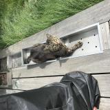 Foto del gato perdido en Saint Berthevin