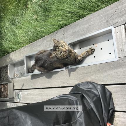 Foto 1/1 Nelo Chat perdido en Saint berthevin