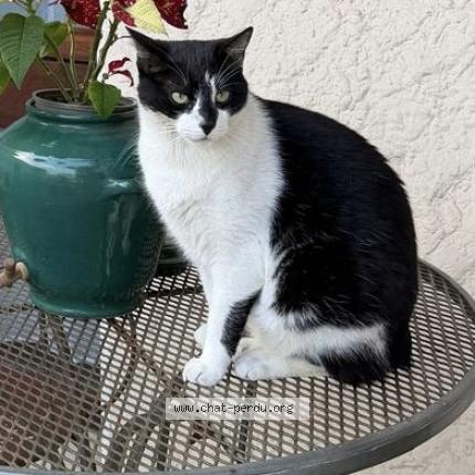 Foto 1/1 Maho Chat perdido en Pessac