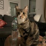 Foto del gato perdido en Guichen