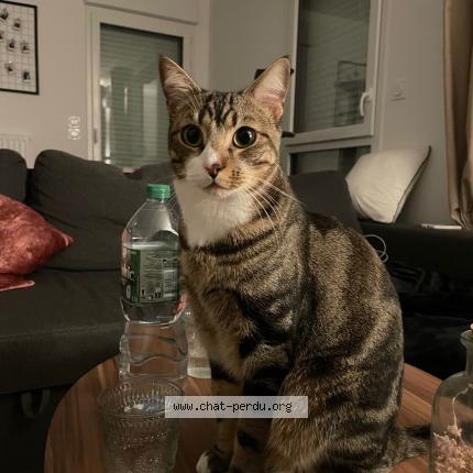 Foto 1/1 Toufik Chat perdido en Guichen