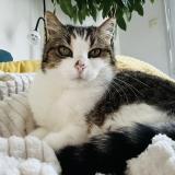 Foto del gato perdido en Gujan Mestras