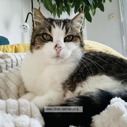 Foto 1/1 Vanish Chat perdido en Gujan mestras