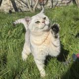 Foto del gato perdido en Rhode Saint Enese