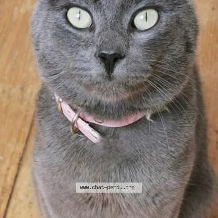 Foto 1/4 Grisou Chat perdido en Rhode saint enese