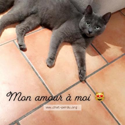 Foto 2/4 Grisou Chat perdido en Rhode saint enese