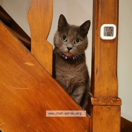 Foto 4/4 Grisou Chat perdido en Rhode saint enese