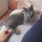 Foto del gato perdido en Rhode Saint Enese