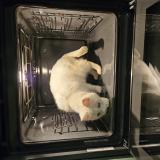 Foto del gato perdido en Sart Lez Spa