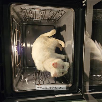 Foto 1/1 Iris Chat perdido en Sart lez spa