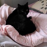 Foto del gato perdido en Chateau Salins