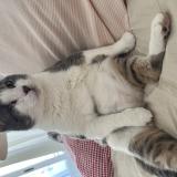 Foto del gato perdido en Verchere Faverges Seytenex