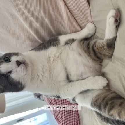 Foto 1/1 TOM Chat perdido en Verchere faverges seytenex