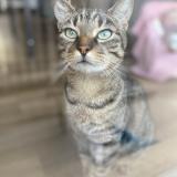 Foto del gato perdido en Bagnac Sur Cele