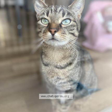 Foto 1/1 Tonio Chat perdido en Bagnac sur cele