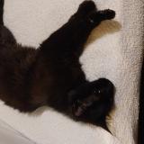 Foto de gato encontrado en Villeneuve D Ascq