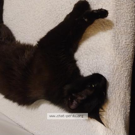 Foto 1/1 Gato encontrado Encontrado en Villeneuve d ascq