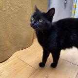 Foto del gato perdido en Liege