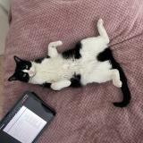 Foto del gato perdido en Gennevilliers