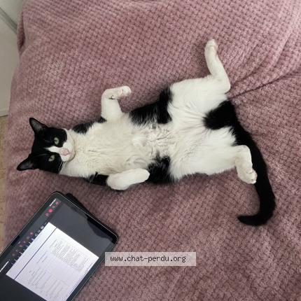 Foto 1/1 Domino ou aussi Minette Chat perdido en Gennevilliers