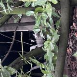 Foto de gato encontrado en Nancy