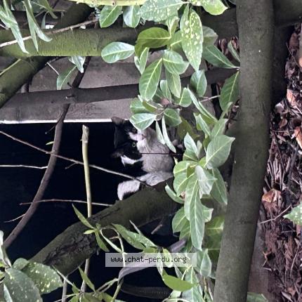 Foto 1/1 Gato encontrado Encontrado en Nancy