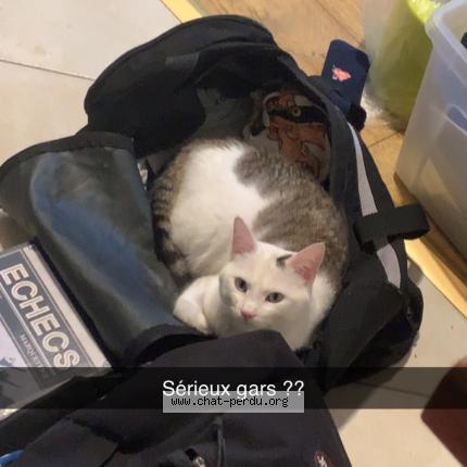 Foto 1/1 Ez Chat perdido en Lury sur arnon