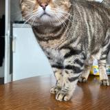 Foto del gato perdido en Chateaugay