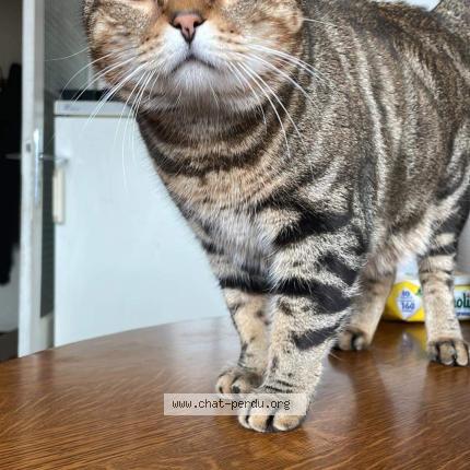 Foto 1/1 Sylvestre Chat perdido en Chateaugay