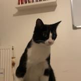 Foto del gato perdido en Gennevilliers