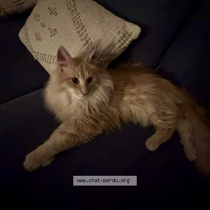 Foto 1/1 Amos Chat perdido en Veyziat