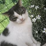 Foto del gato perdido en Maroeuil