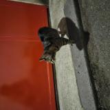 Foto de gato encontrado en Paris