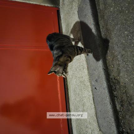 Foto 1/1 Gato encontrado Encontrado en Paris